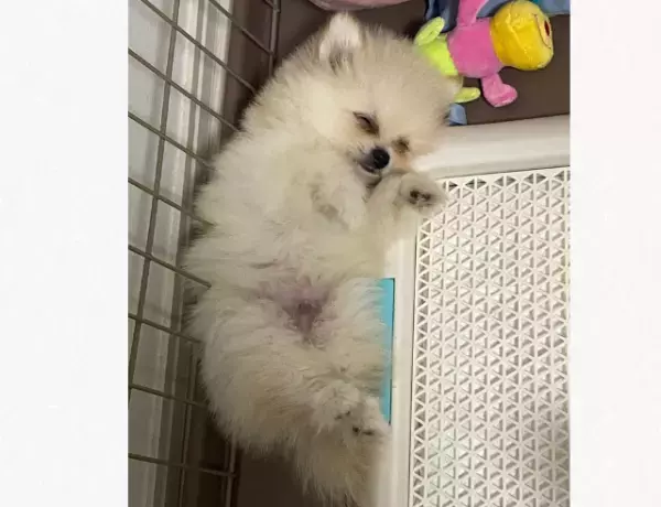 「警戒心がない（笑）」ワンちゃんが家に来て数時間後…→飼い主と寝るときの場所は”首回り”の犬