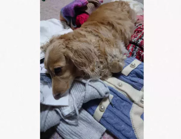 【全力阻止！？】キャリーバッグを持って旅行の準備を始めた結果…→邪魔をしてくる愛犬が健気！