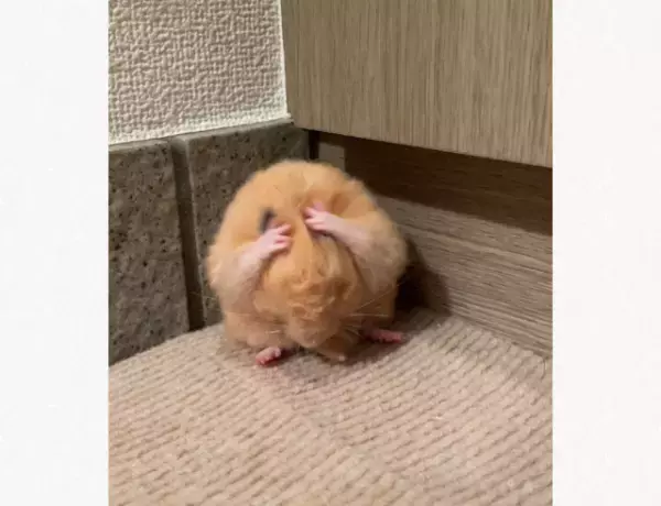 「何をそんなに悩んでるの？」動画をスクリーンショットしたら…→頭を抱えるハムスターが可愛すぎ！