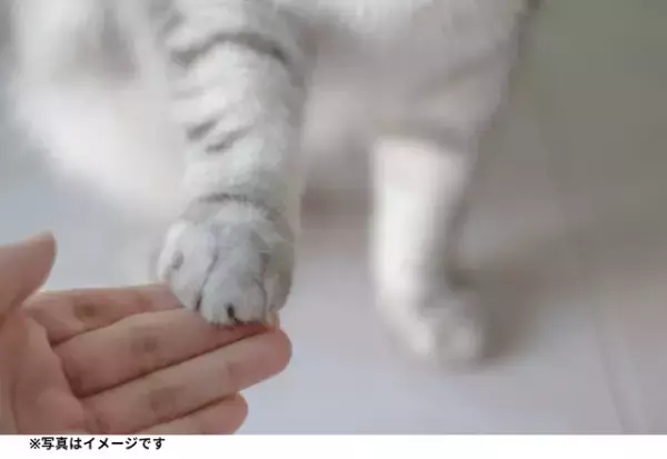 「居心地がいいにゃ〜」猫が夕飯の時間に静かだと思ったら…→まさかの光景が！？