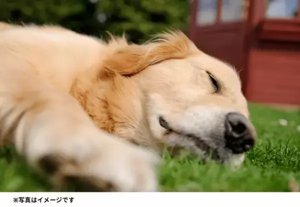 まるで人間みたい！？お風呂から戻ると…→16歳の“おばあちゃんわんこ”の行動に驚き！