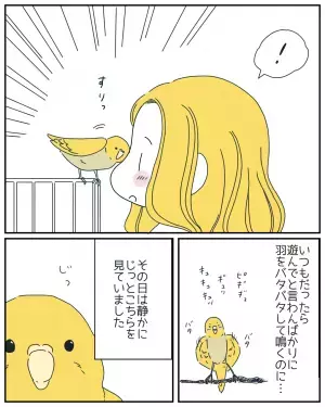 ぼーっとインコを撫でていると…”まさかの行動”に「寄り添ってる」「やさしいね」