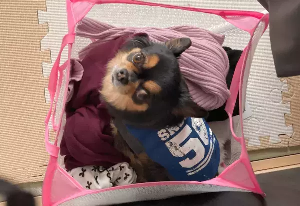 家族が大好きなワンコ　まさかのお気に入りの寝床に「どうしてそこ？」「寝る場所たくさんあるのに」