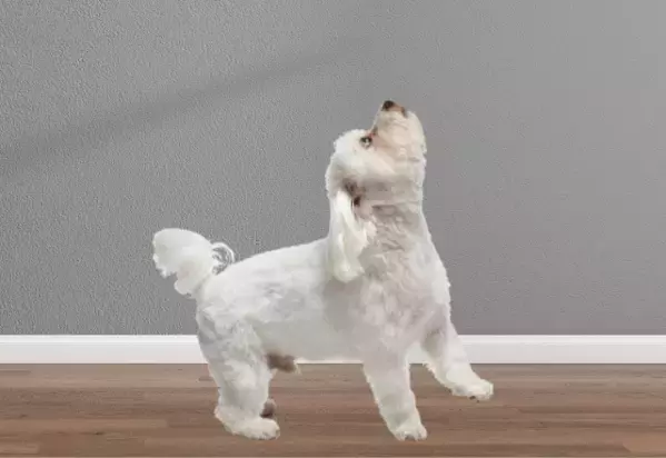 飼い主の鼻歌に”遠吠え”する愛犬　鼻歌をやめるとまさかの様子に…「パパだってばー」