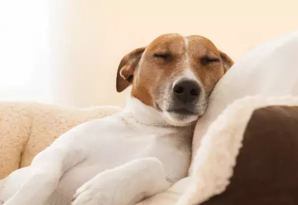 捨て犬を迎え入れた家族　ある日、学校から帰宅すると…まさかの姿に「ありがとう」