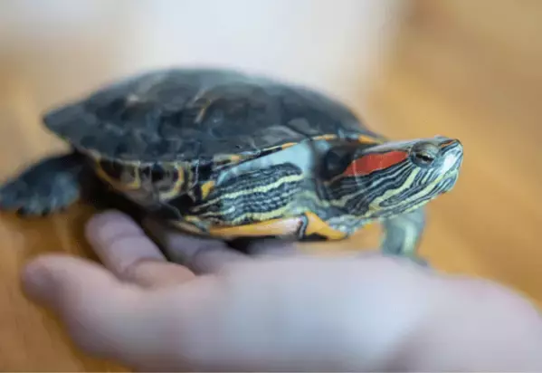 家の中で放飼いしていた亀　その後、予想外な居場所に「プッ」「居心地よさそう」