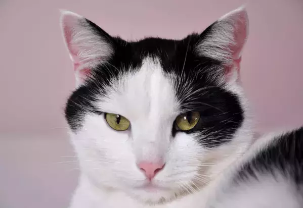 息子の読み聞かせに付き合う猫。すると、体調不良の私を見つめてきて…「なんかごめん」「ありがとう」