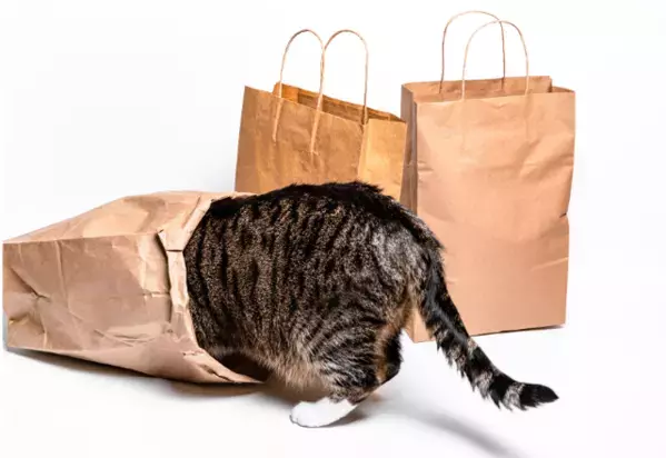 買い物から帰宅した飼い主　愛猫が盗んだまさかの物に「食べれるんだ！」