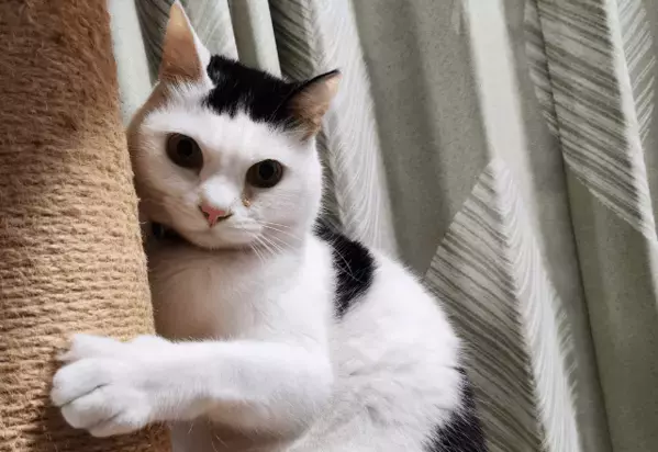 一日中ご飯をねだる猫　妻が”猫の愚痴”をいうと→まさかの行動を！？