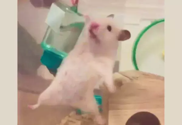 ハムスターのケージ内での行動に…「なにやってんねん！」「ムキムキすぎる」