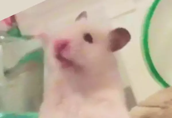 ハムスターのケージ内での行動に…「なにやってんねん！」「ムキムキすぎる」