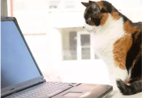 リモート会議中の飼い主　上司が重要な話をした瞬間→愛猫の”まさかな行動”に「主役を奪うとは…」「笑った」