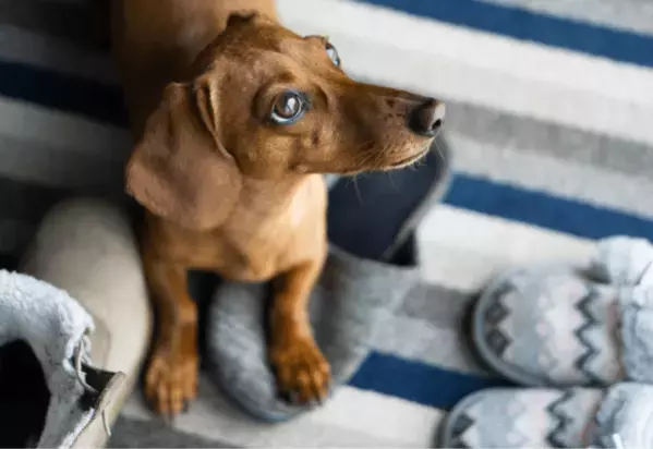 仕事から帰宅後…家用のスリッパが消えた！？愛犬を見つけた瞬間、予想外の状況に「子守りしてる？」