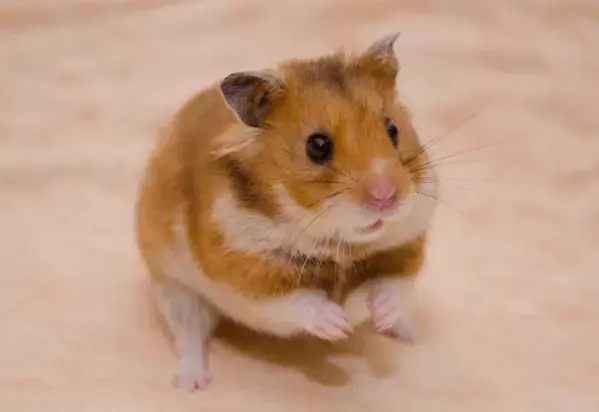 ハムスターの室内散歩中　なぜか途中でUターン！？その理由に「かわいいなぁ」