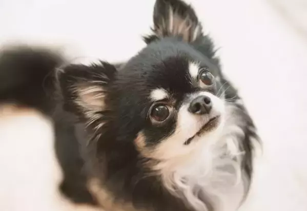 白黒のチワワを飼う家族　成長していくうちに→まさかの変化に「驚いた」「今では笑い話」