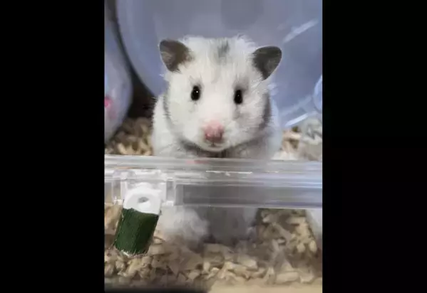 夜11時に寝ようとした瞬間　ハムスターの姿に「思わず笑った」「毎日同じ時間」