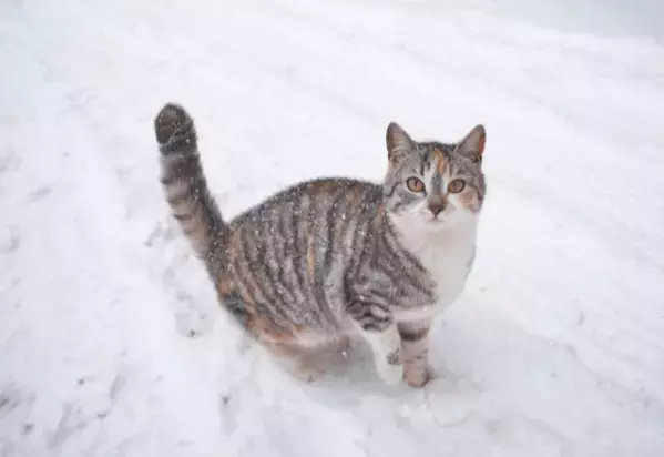雪の日に外に出た猫。16歳になった現在の様子に…「まるで犬」「常識は当てはまらない」