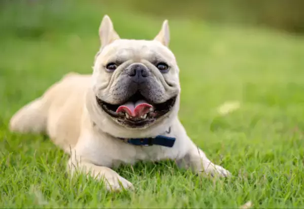 輪っかで遊ぶダックス　愛犬のブルドッグが真似した結果…→「思わず笑った」