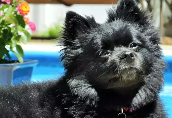 無表情のポメラニアン　3年後の姿に…→「まるで別の犬」「見る人全ての心を打つ」