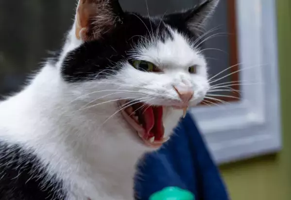 なぜか唸り声を出す猫　慌ててリビングにいった瞬間⇒まさかの行動に「強敵だ」「残念だったね」