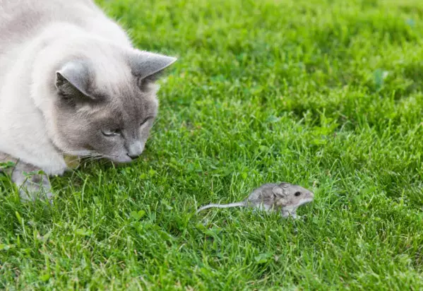 田舎の古い家に住む猫　ネズミが顔出した瞬間⇒まさかの反応に「他の猫とは違う」