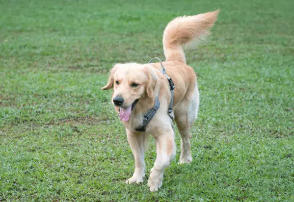 川遊び中のラブラドール　尻尾を振りまくった結果⇒翌日”まさかの様子”に「そんなことある！？」