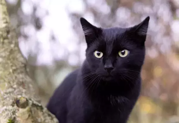 痩せ細った野良の黒猫　子猫を連れてきたので保護すると⇒まさかの展開に「すっかりメロメロ」