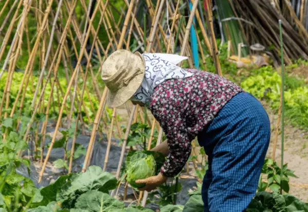 農家をやっている80代の祖父母　孫「こんなに食べれないよ」⇒祖父母から”送られてきた物”に「何歳になっても孫」