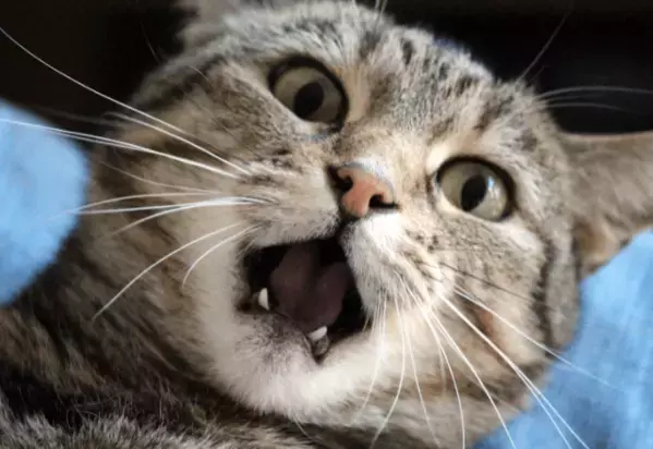 いつも飼い主に擦り寄る猫　しかし帰ってきた瞬間⇒猫「くさっ！」まさかの理由に「え？」「そんなに？」