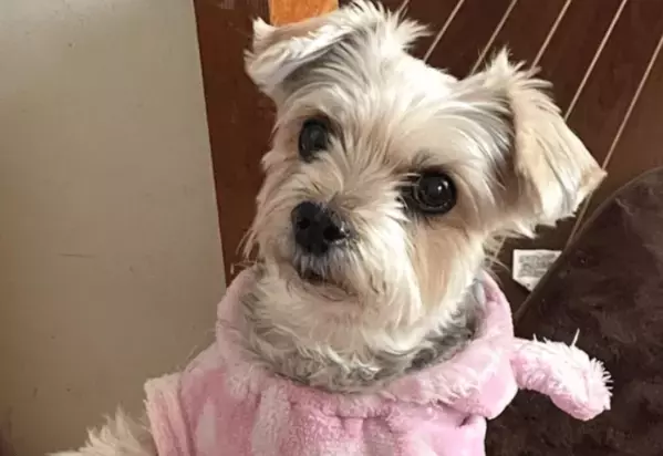 ご飯待ちの愛犬…いつもはお座りだけど⇒ご飯直前に”まさかのポーズ”で「ごめんね」「かわいすぎ！」