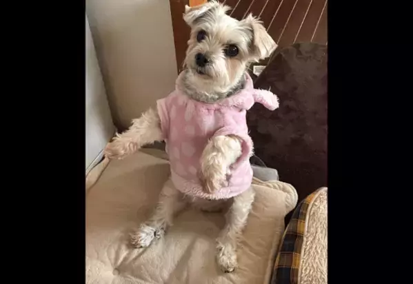 ご飯待ちの愛犬…いつもはお座りだけど⇒ご飯直前に”まさかのポーズ”で「ごめんね」「かわいすぎ！」