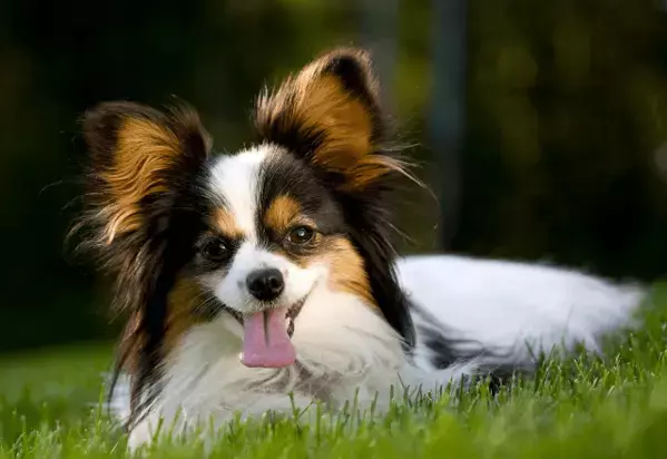 2歳のパピヨン　可愛いレインコートを着せた結果⇒愛犬の”まさかの行動”に「え！」「すごい」