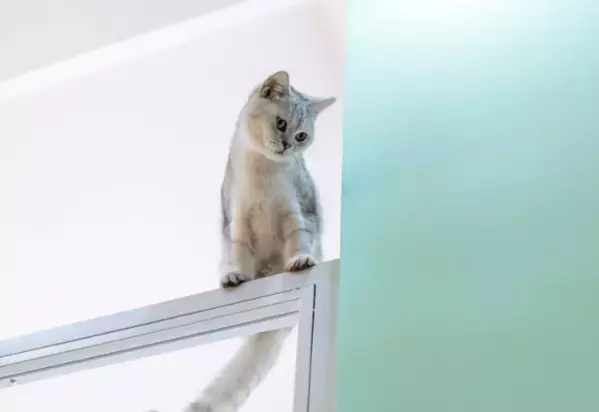 登るのが好きな愛猫　しかし”まさかの場所”に乗ってしまい⇒「ありがたい雰囲気」「思わず笑った」