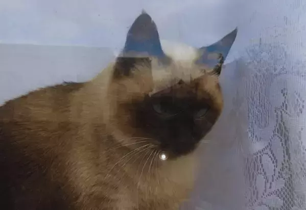 生後2ヶ月の猫を保護　真っ白な見た目が3ヶ月後⇒思わぬ変貌に「愛らしい」「たぬきみたい」