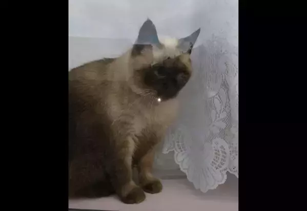 生後2ヶ月の猫を保護　真っ白な見た目が3ヶ月後⇒思わぬ変貌に「愛らしい」「たぬきみたい」