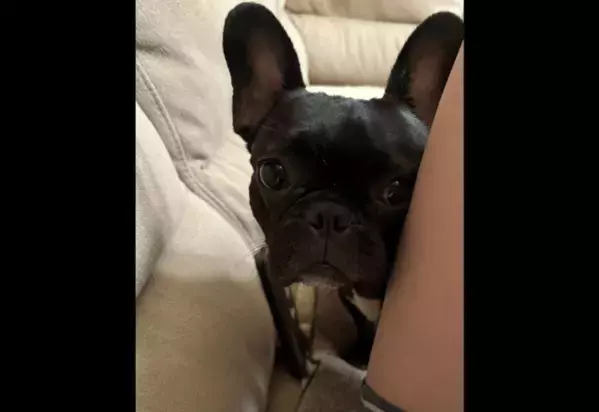 おやつが大好きなブルドッグ　飼い主がお菓子を食べていると…→予想外な場所からの覗きに「そんな目で見ないで〜」