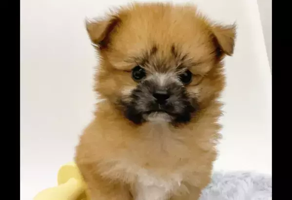 ペットショップで一目惚れした愛犬　昔の写真を見返すと⇒成長した後の変貌に「驚いた」「笑顔になった」