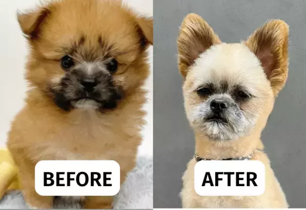 ペットショップで一目惚れした愛犬　昔の写真を見返すと⇒成長した後の変貌に「驚いた」「笑顔になった」