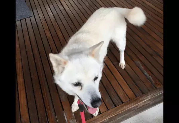 散歩に大喜びな愛犬　しかし、リードを付けた瞬間⇒玄関から”動かない理由”に「どっちなの？」「しっぽだけは元気」