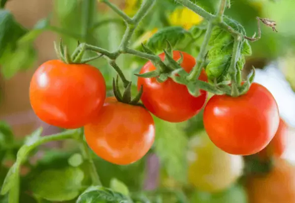 家庭菜園を持つ70代の祖父母　孫がミニトマトの苗を倒すと⇒祖父母の”優しすぎる対応”に「思わず笑顔になった」