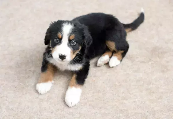 家に迎えたばかりの子犬…「クゥン」と鳴くので様子を見ると→予想外の姿に「心配しすぎやった」「思わず笑った」