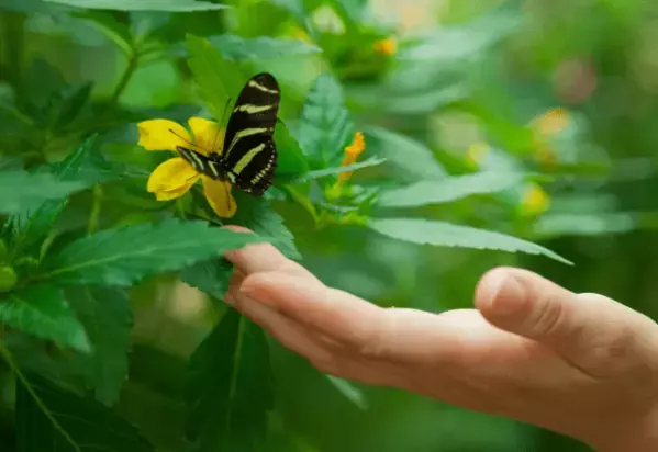 虫が大の苦手な私　洗濯物も外に干せなかったが⇒出産を機に「自分でもびっくり」