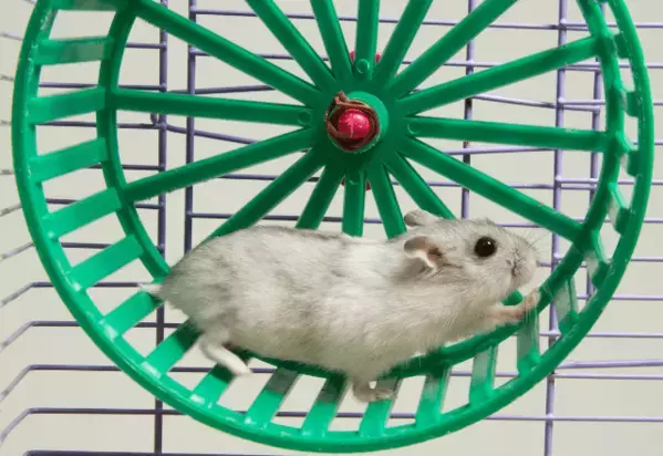 暗闇で回し車を走るハムスター　そっと電気をつけてみると⇒見せた“意外な表情”にほっこり
