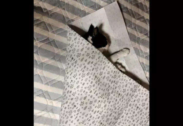 保護猫を飼う飼い主　猫がゴロゴロしていると⇒まさかの状態に「猫クレープ」「自分で包まった」