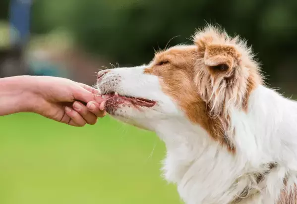 頭がよすぎる愛犬…家族がおやつをあげようとすると⇒まさかの先周りに「もしかしてAIなの？」