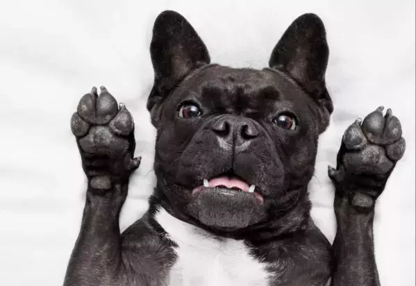 帰宅しても”お迎えしない愛犬”に違和感…心配で寝室を覗くと⇒愛犬「しまった！」まさかの行動に爆笑！？