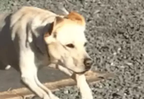 甘えん坊なラブラドール。庭でボール遊びをすると⇒まさかの豹変に「うっそぉ」「家族で大笑い」