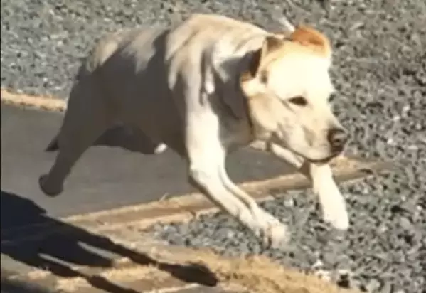 甘えん坊なラブラドール。庭でボール遊びをすると⇒まさかの豹変に「うっそぉ」「家族で大笑い」