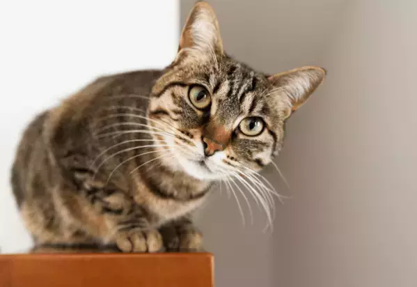 テレビの料理番組が好きな猫　大好きな食材が映ると…⇒まさかの興奮状態に「思わず笑った」