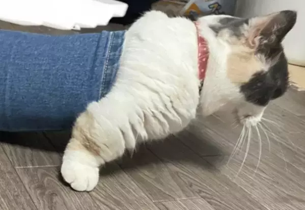 狭い空間が好きなマンチカン　床にズボンを置くと⇒猫の”予想外の姿”に「なにしてるの！」